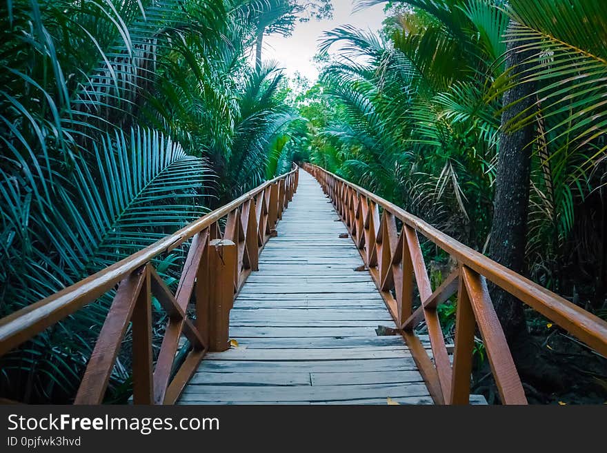 A long wooden bridge with a handrail passes through the dense undergrowth of the jungle. Along the edges are long green palm branches in leaves. perspective view. A long wooden bridge with a handrail passes through the dense undergrowth of the jungle. Along the edges are long green palm branches in leaves. perspective view