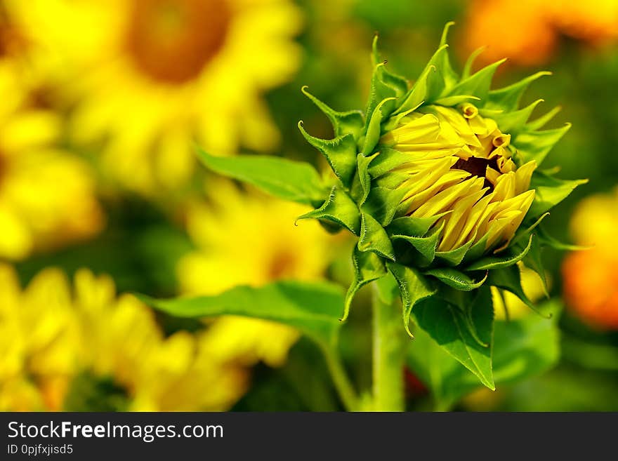 Detailed view of a beautiful tropical sunflower bud in the field of sunflowers. Detailed view of a beautiful tropical sunflower bud in the field of sunflowers.