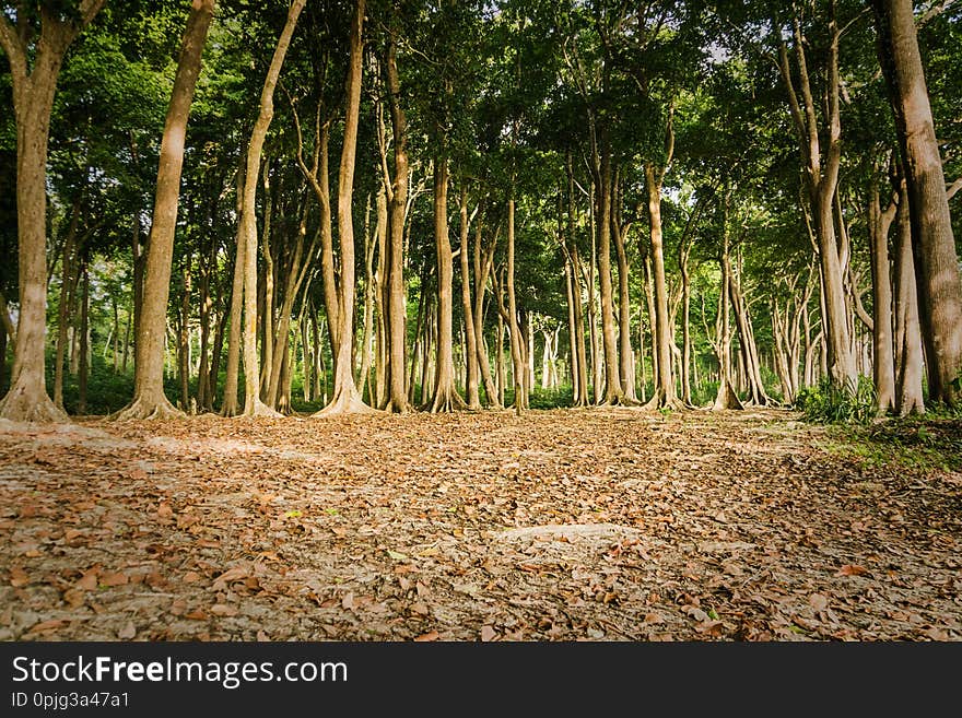 beautiful green forest. tall tree trunks with a lush crown. trail on the background of coniferous tree trunks in the rainforest