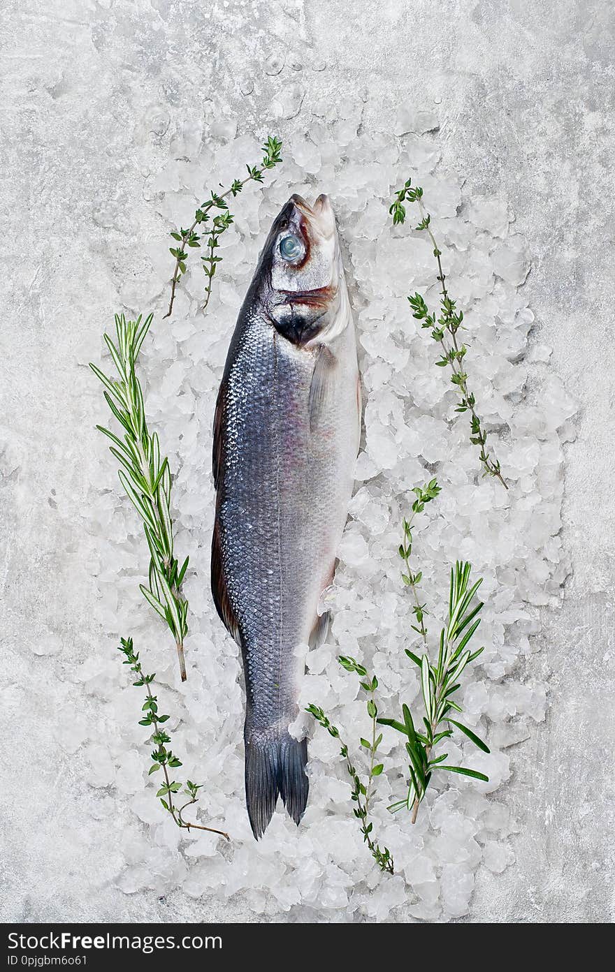 Raw Sea Bass On Ice With Rosemary And Thyme. Gray Background, Top View, Space For Text.