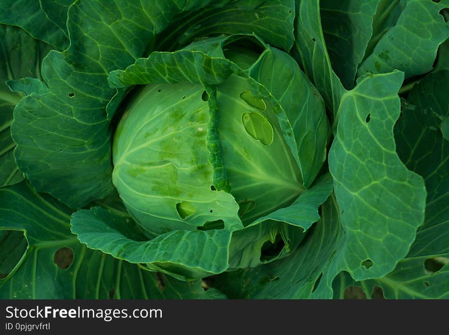 Cabbage head growing on the vegetable bed