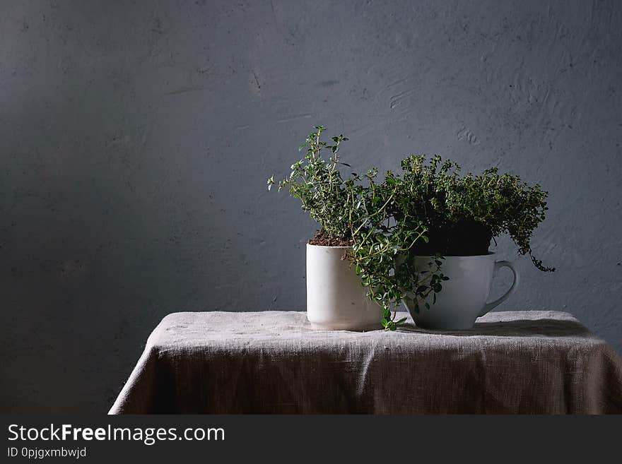 Kitchen table potted gardening greens variety of thymes in white mug over grey linen table cloth. Copy space. Kitchen table potted gardening greens variety of thymes in white mug over grey linen table cloth. Copy space
