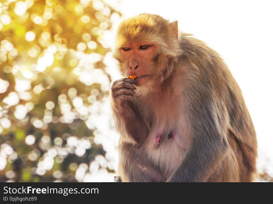 Monkey and flowers. female monkey is eating a yellow flower in Indian forest