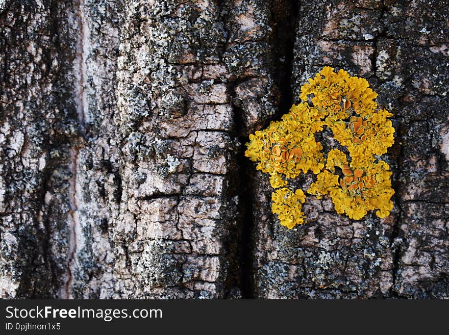 Tree bark texture with yellow moss close-up