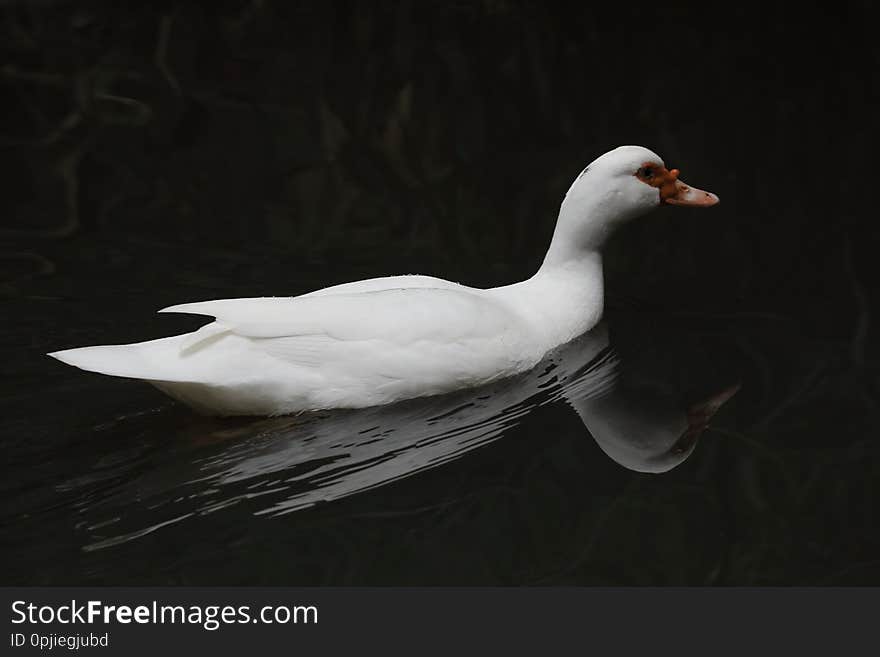 Swimming duck..