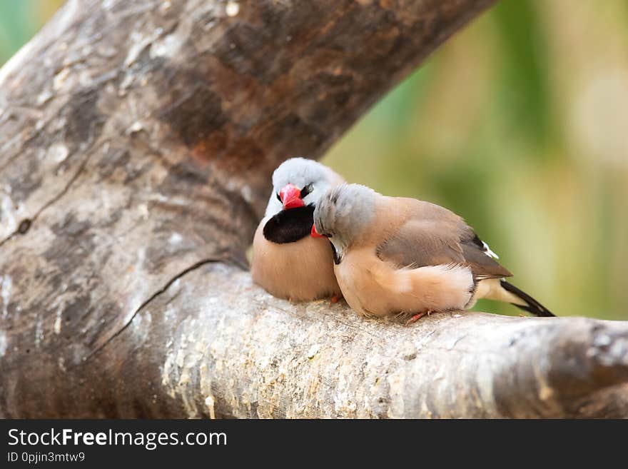 Cute couple of finchs birds on the tree branch.