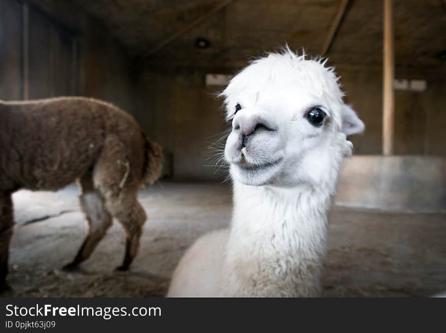 Beautiful and cute happy white alpaca looking ahead.