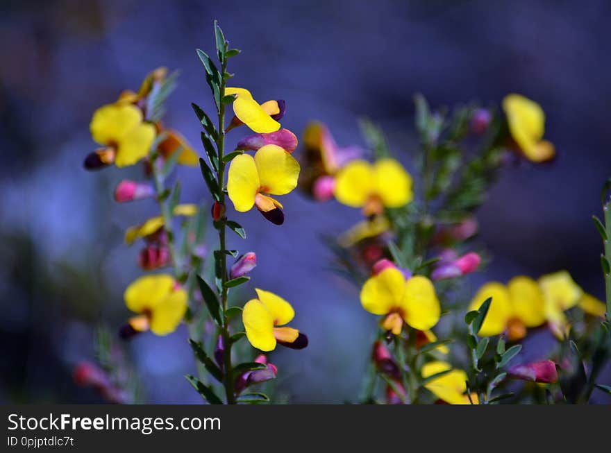 Australian native pea flowers of Bossiaea heterophylla