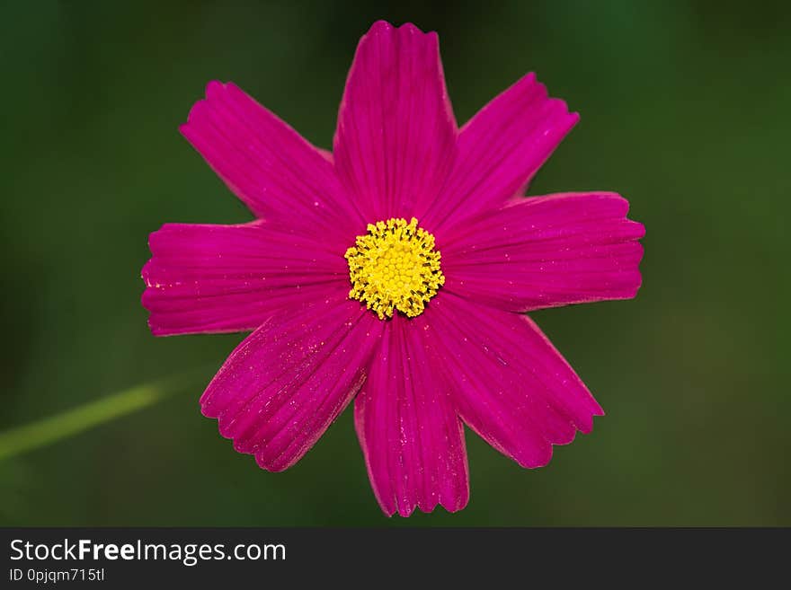 Cosmos flower in the garden