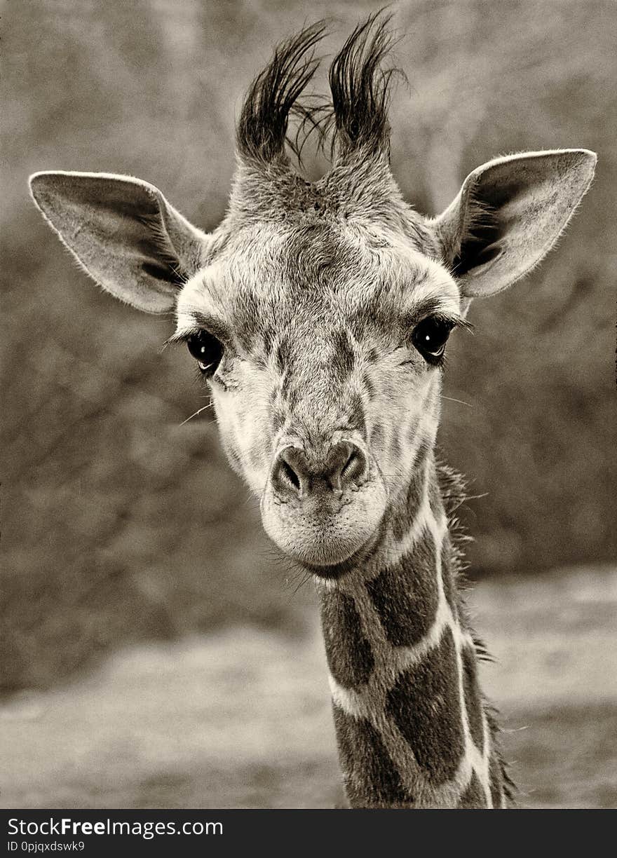 Curious Baby Giraffe Looking Right into Camera, Black and White