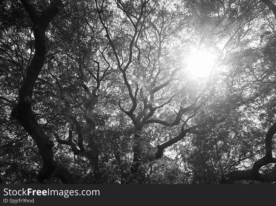 Black and white nature green leaf and  tree branch sunlight background. ,forest trees.