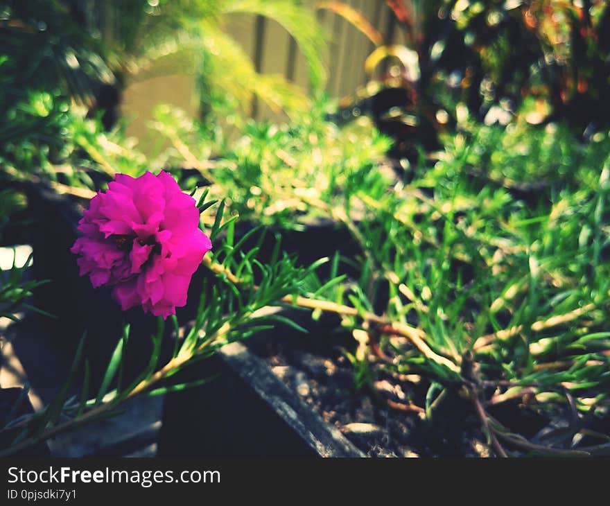 Sun​ Plant​ tropical​ beautiful​ flower​