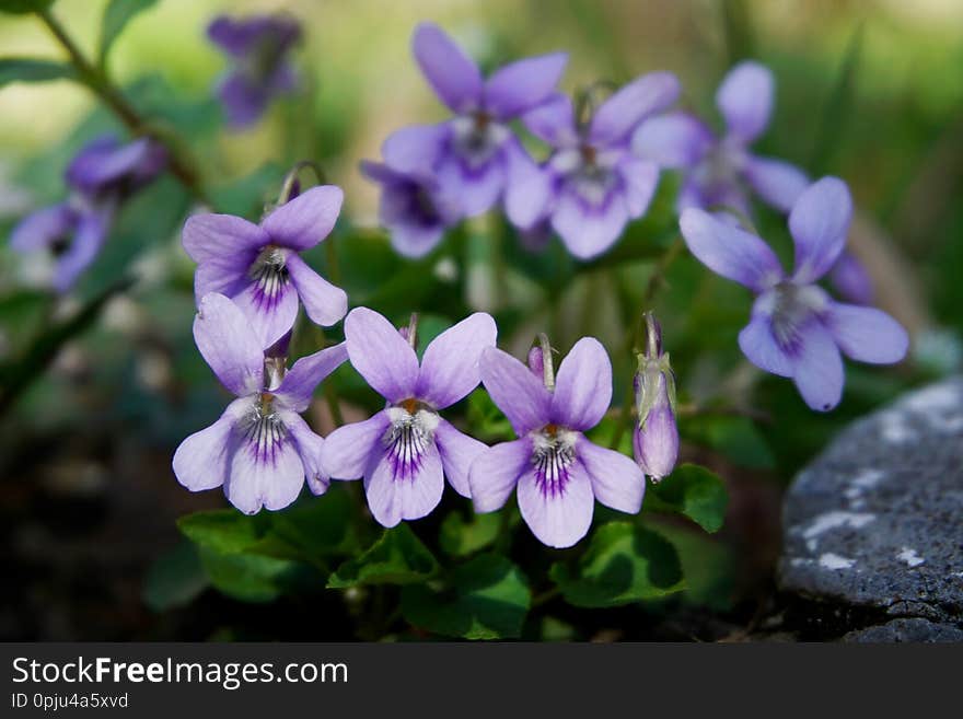 Sweet violets