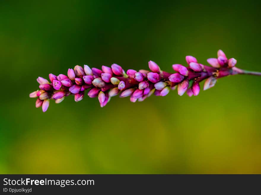 Pink flower and green background