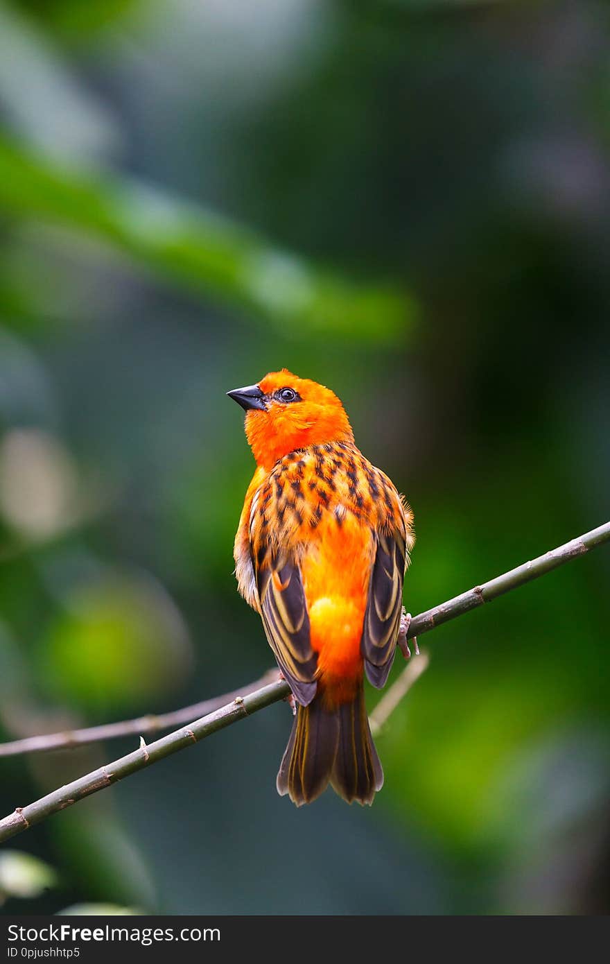 Bright colourful small bird on the branch