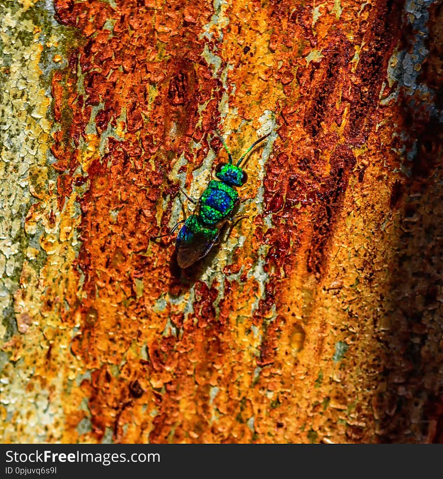 Colorful photo of green bug and orange tree bark