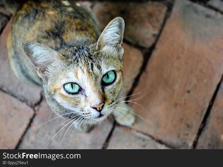 Charming green-eyed cat sitting and looking directly to the camera. Photo of the outdoor cat on the bricks background is made in Thailand, Asia. Charming green-eyed cat sitting and looking directly to the camera. Photo of the outdoor cat on the bricks background is made in Thailand, Asia.