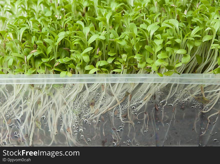 Micro-green salad with roots in a plastic container, close-up. Detoxification and weight loss.