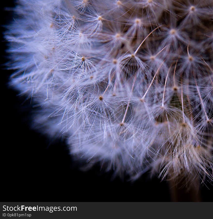 The species of Taraxacum are tap-rooted, perennial, herbaceous plants, native to temperate areas of the Northern Hemisphere. The flower heads mature into spherical seed heads called blowballs containing many single-seeded fruits called achenes. The species of Taraxacum are tap-rooted, perennial, herbaceous plants, native to temperate areas of the Northern Hemisphere. The flower heads mature into spherical seed heads called blowballs containing many single-seeded fruits called achenes.