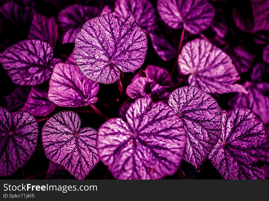 Pink and Purple Border Leaves heart shape dark background, Purple Leaves heart shape. Pink and Purple Border Leaves heart shape dark background, Purple Leaves heart shape.