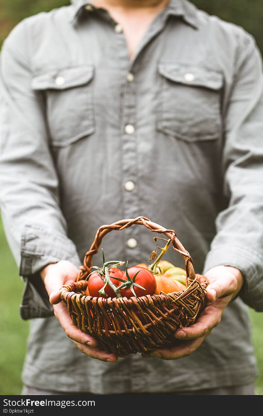 Tomato harvest. Farmers hands with freshly harvested tomatoes. Tomato harvest. Farmers hands with freshly harvested tomatoes