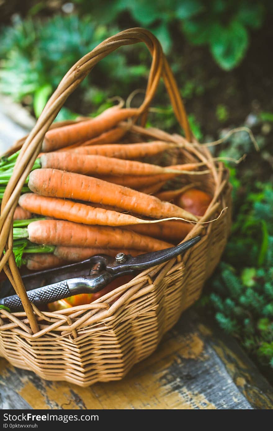 Fresh organic carrots in wicker basket. Fresh organic carrots in wicker basket