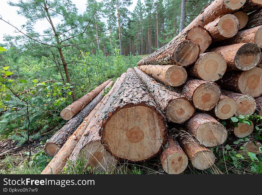 cut down tree trunks woodlog in forest in piles for transportation