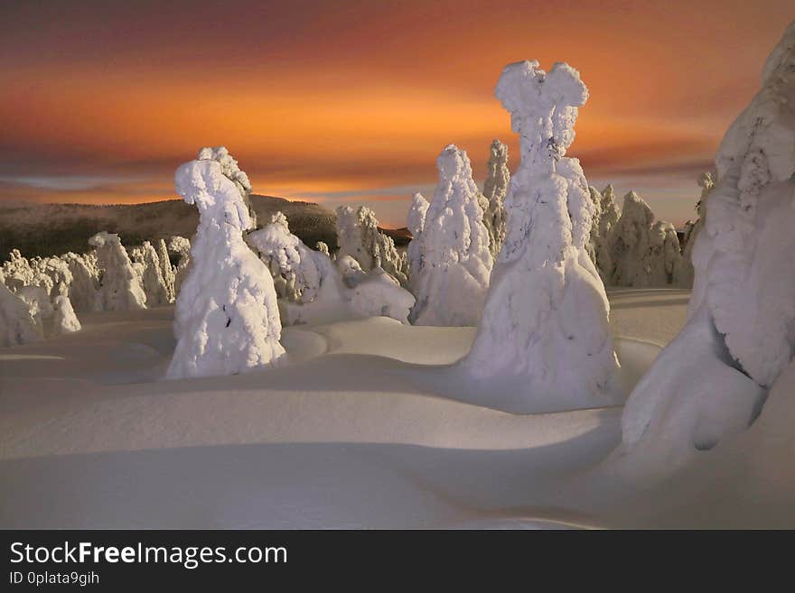 Frozen trees during night in mountains