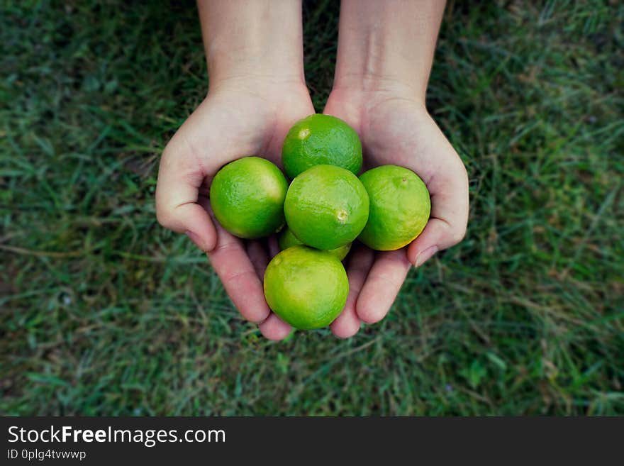 Hands Holding Lime Fruits