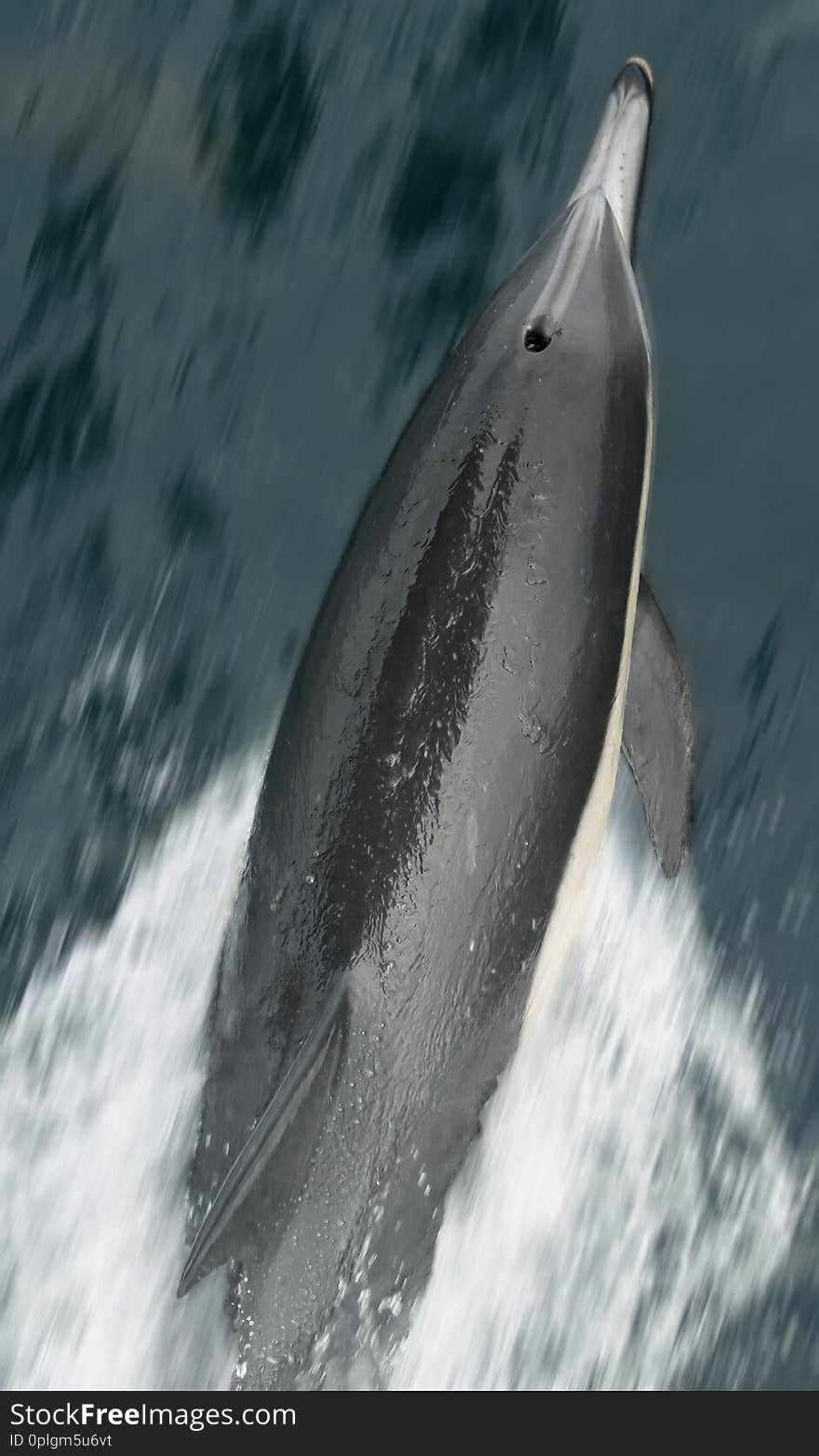 A Common Dolphin Riding the Bow Wave as Seen from the Deck Railing of a Ship