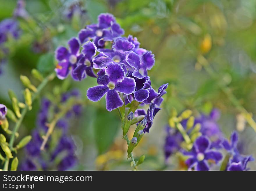 Flowers  purple in summer  beautifui with backgroud macro and deep. Flowers  purple in summer  beautifui with backgroud macro and deep