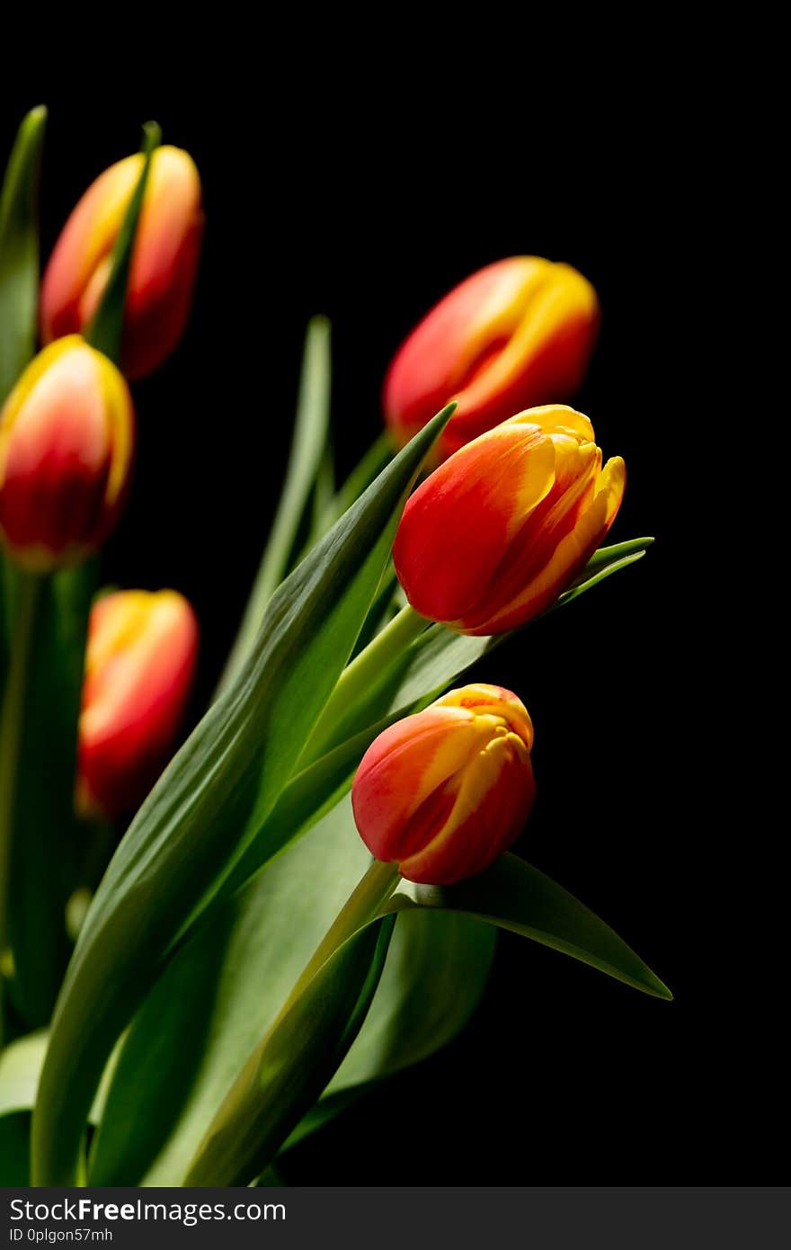 Beautiful tulip on black background. Beautiful tulip on black background