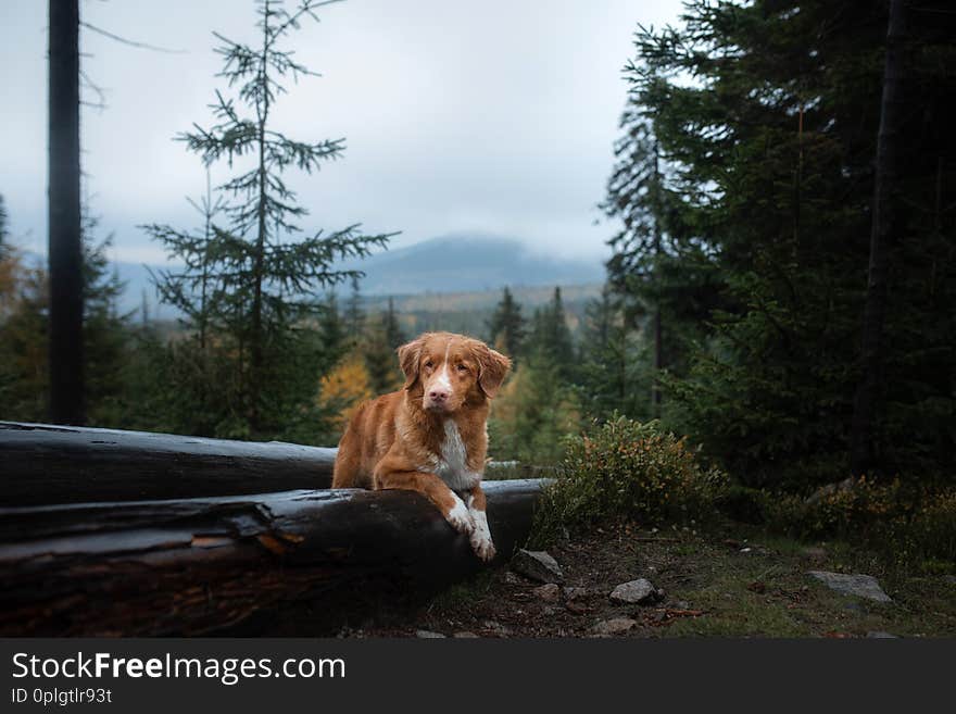 Dog in the forest lies on a log. Nova Scotia Duck Tolling Retriever in nature. Pet Travel