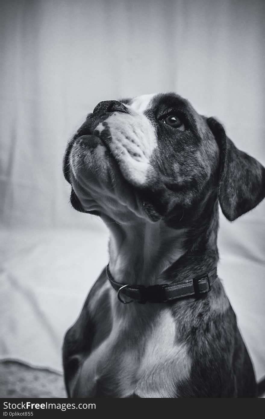 Black and white image of a beautiful Boxer puppy