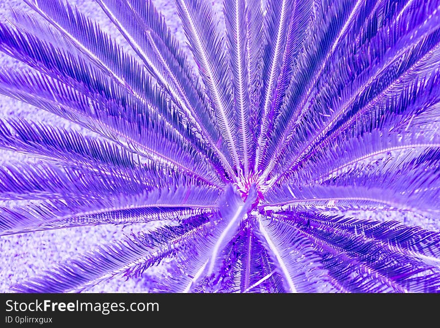 Exotic plant palm leaves close up in duo purple blue gradient tone in vibrant bold trendy colors. Concept fashion art. Minimal surrealism. Tropical succulent. Exotic plant palm leaves close up in duo purple blue gradient tone in vibrant bold trendy colors. Concept fashion art. Minimal surrealism. Tropical succulent