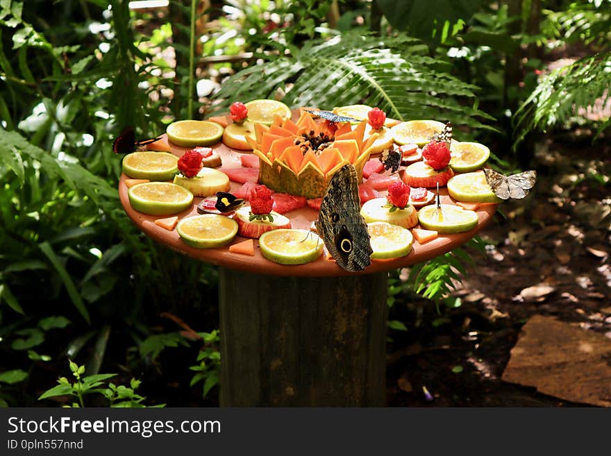 Colorful butterflies eating fruits