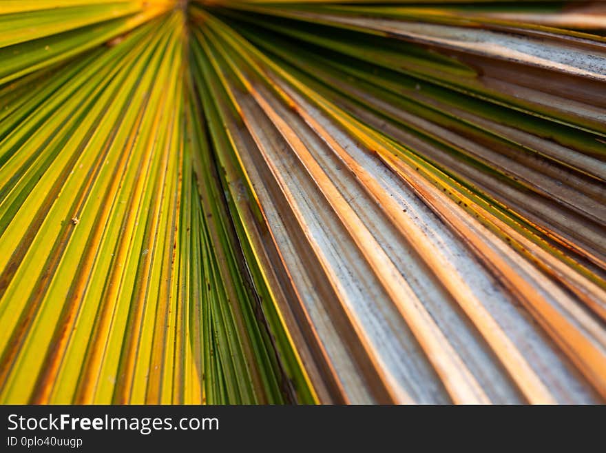 green palm leaf