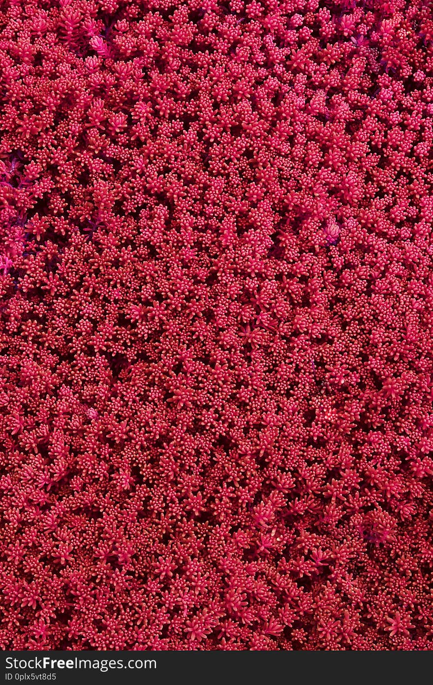 Red Grass Background In Summer.