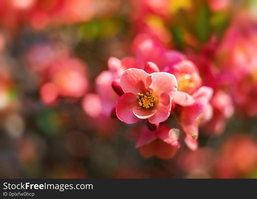 Japanese Quince Flowers