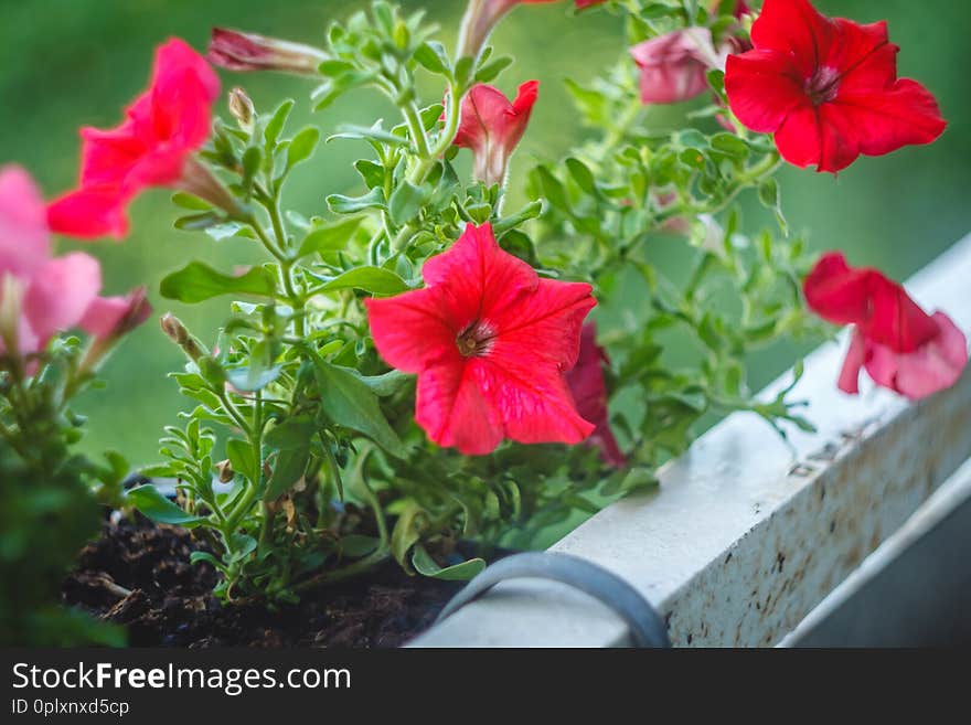 Bright blue, purple, pink petunia flowers in pots on the balcony.