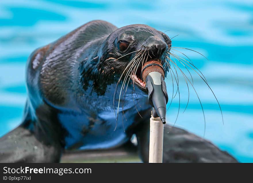 Fur seal sings in a circus microphone