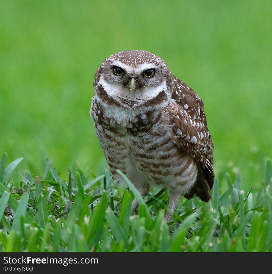 Brown and white spotted burrowing owl with yellow eyes and beak is standing in green grass against a blurred green background. Brown and white spotted burrowing owl with yellow eyes and beak is standing in green grass against a blurred green background.