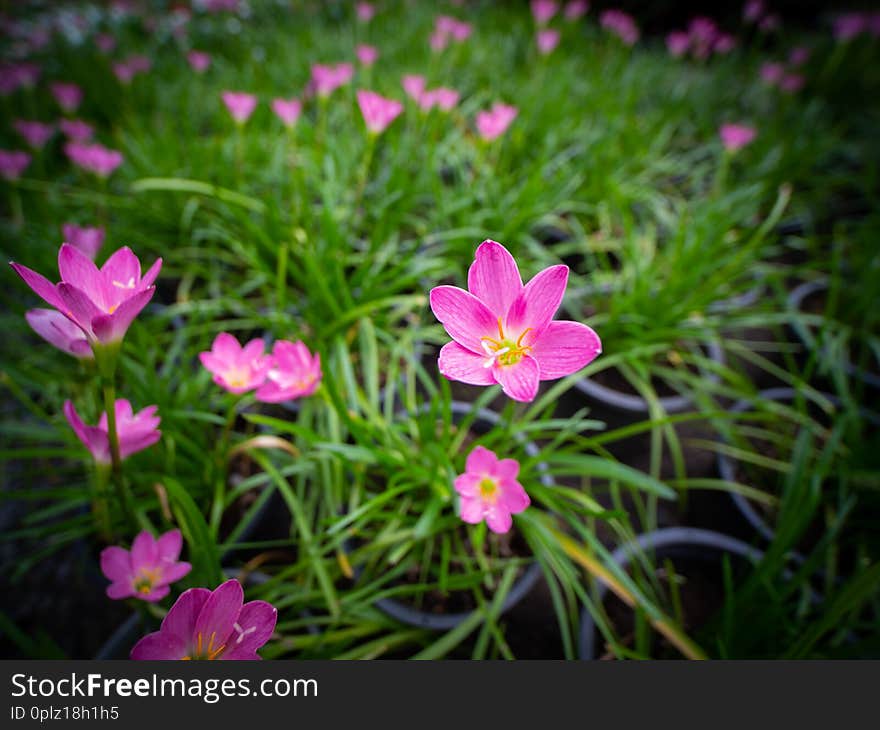 The Pink Rain Lily Flowers Blooming in The Field