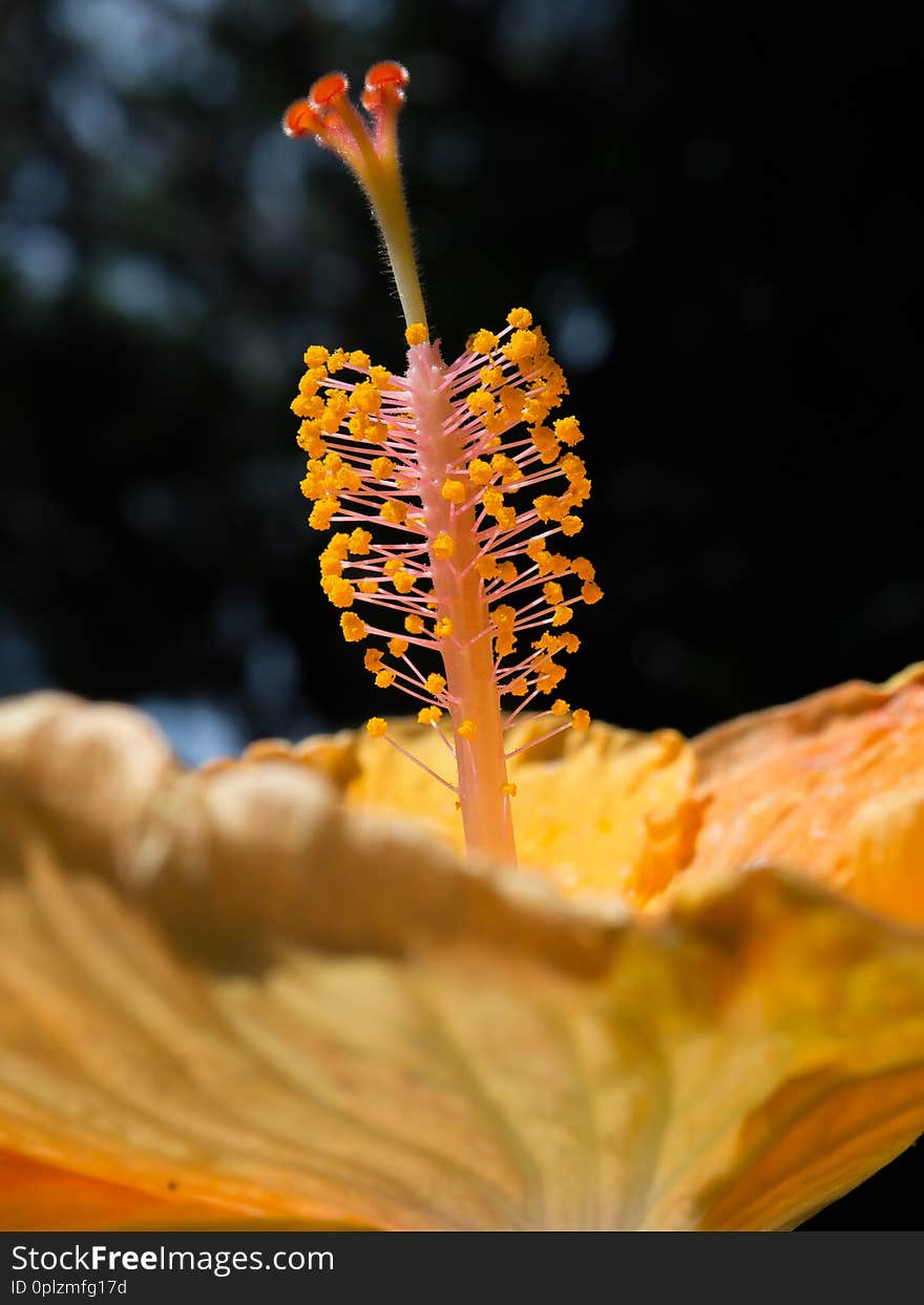 A pollen of orange hibiscus flower in close up, isolated on black background.