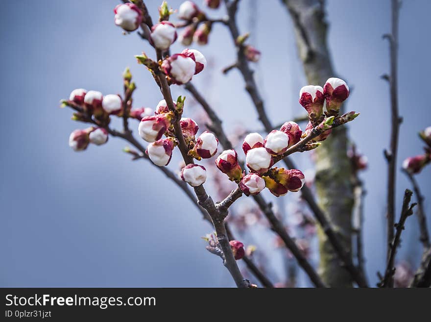 Spring Apricot Buds