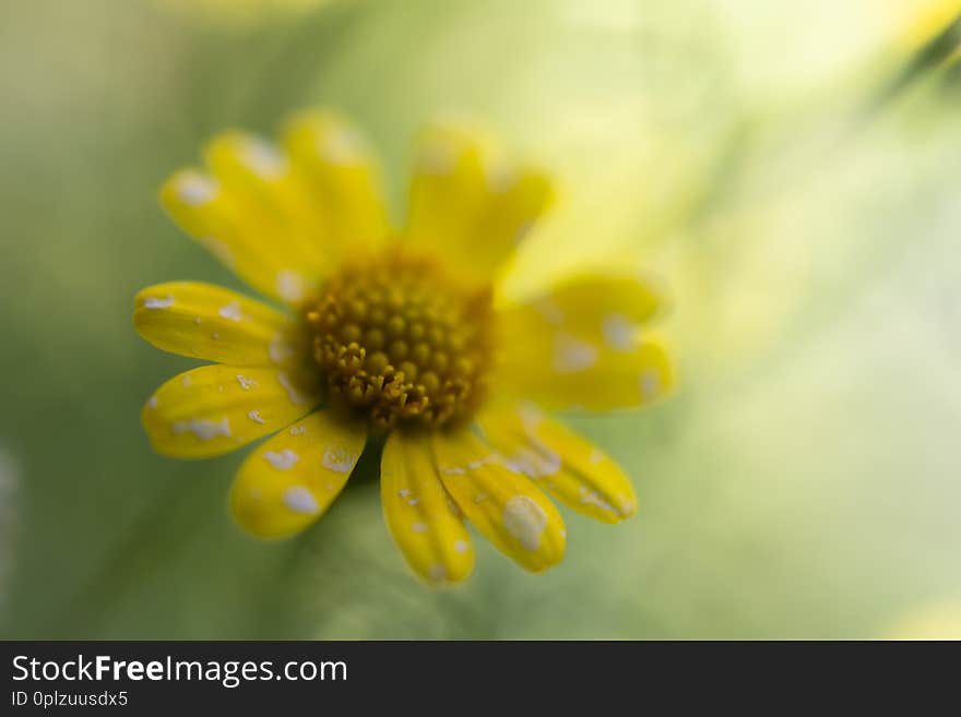 Daisy is yellow color background