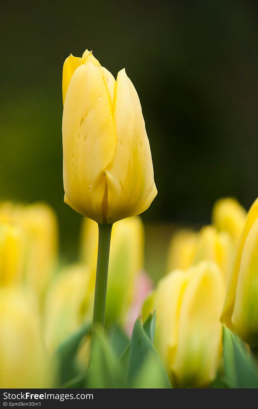 Group of yellow Tulips in a tulips field