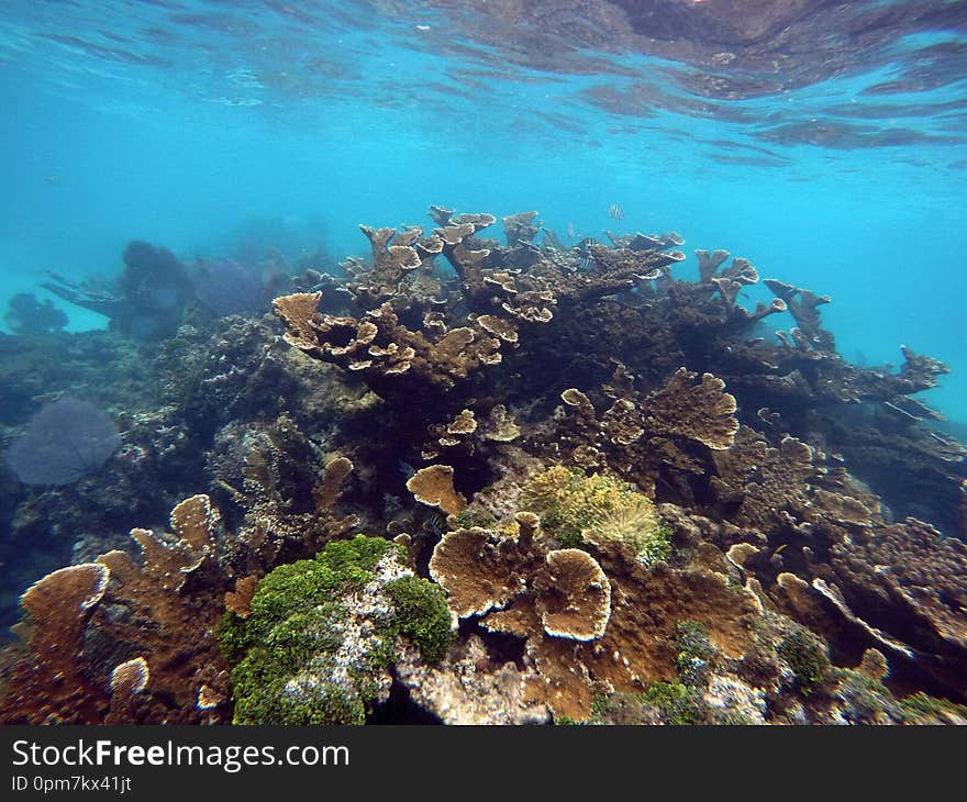 Colorful underwater coral reef Mexico