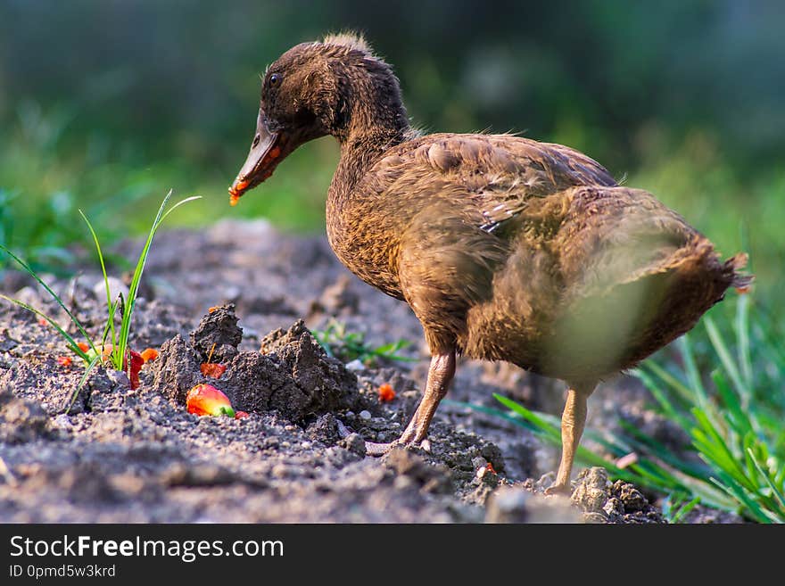 Brown ducklings eating red fruit