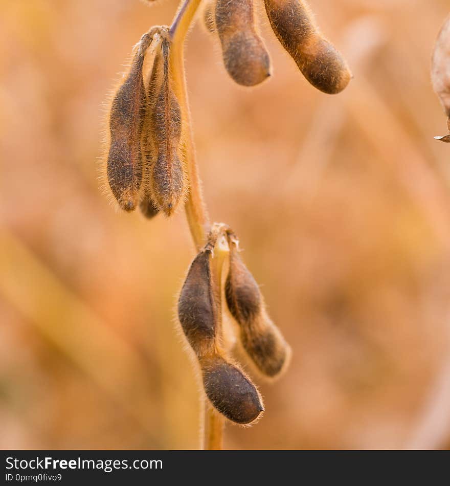 Ripe Soybean pods in field. Copy space for text